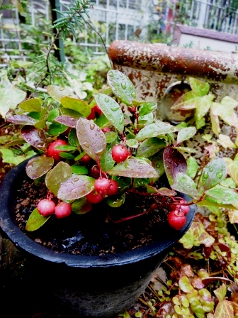 赤い実がかわいいチェッカーベリー 又の名をヒメコウジ ナンテン マンリョウ 万両 チェッカーベリーの育て方 紅葉しない 実がつかないなど